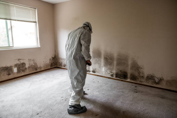 Best White Mold Remediation in Salina, OK