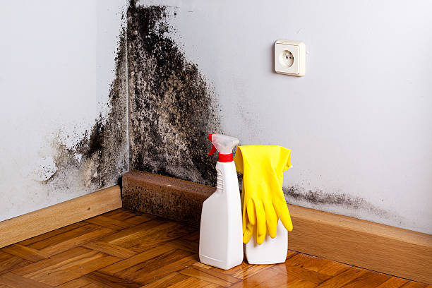 Best Post-Flood Mold Remediation in Salina, OK